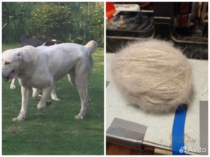 Пряжа из собачьей шерсти