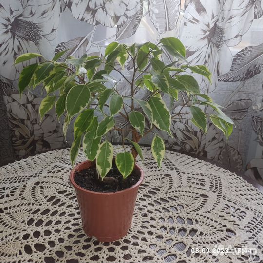 Фикус бенджамина плетеный