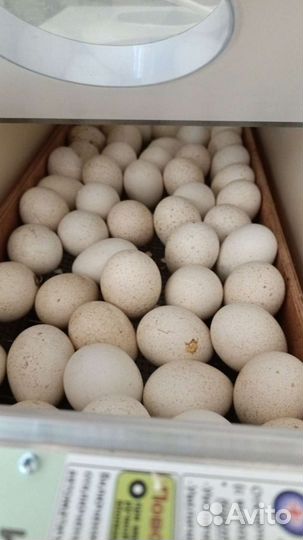 Инкубатор матрица вегас