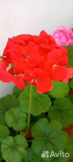 Пеларгония