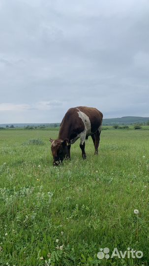 Продажа крс