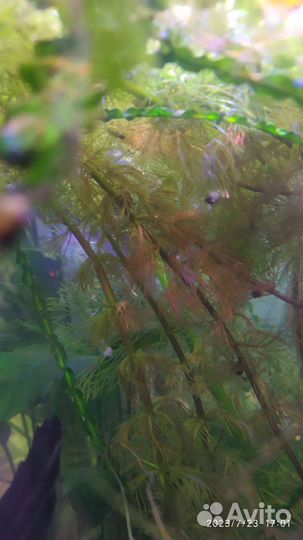 Аквариумные растения бесплатно