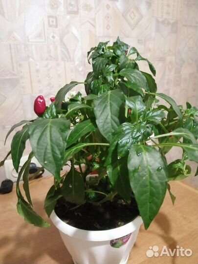 Перец комнатный острый