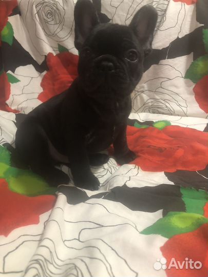 Француженка