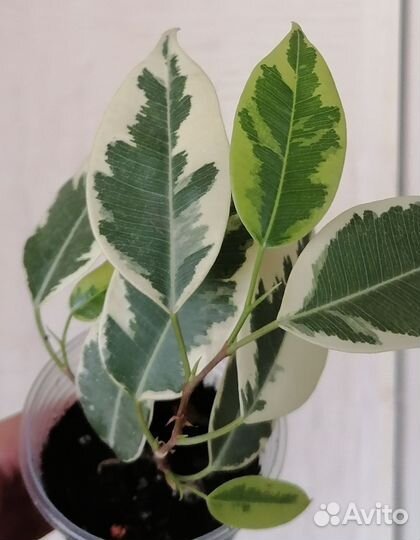 Фикус бенджамина сорт Саманта