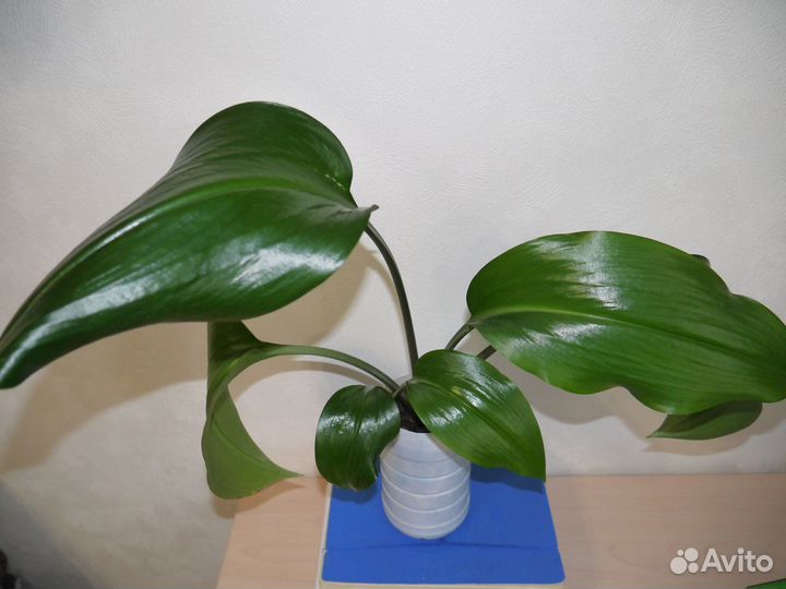 Эухарис амазонская лилия