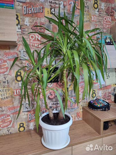 Пальма юкка большая