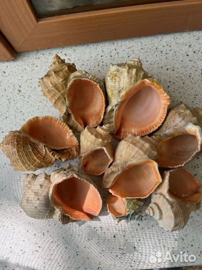 Морские ракушки