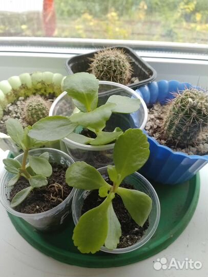 Комнатные цветы