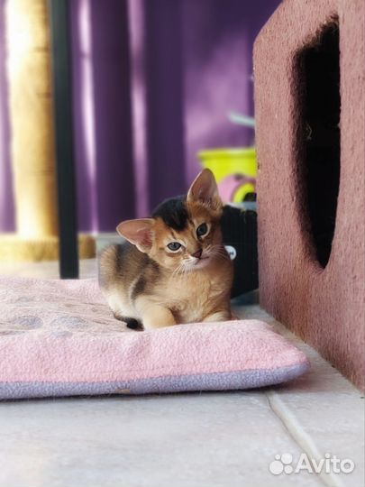 Абиссинские котята