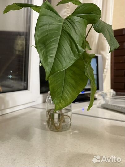 Сингониум отросток