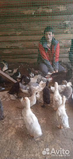 Утки индийский бегунок