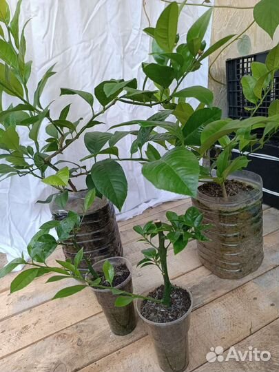 Саженцы лимона