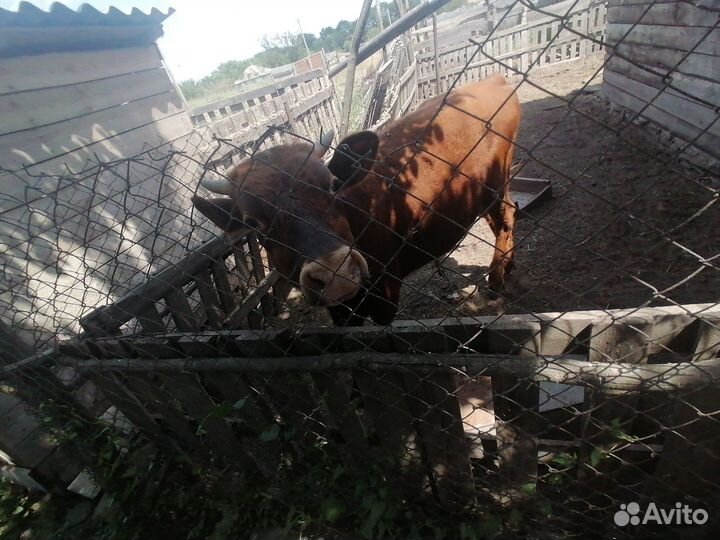 Быки и тёлочки