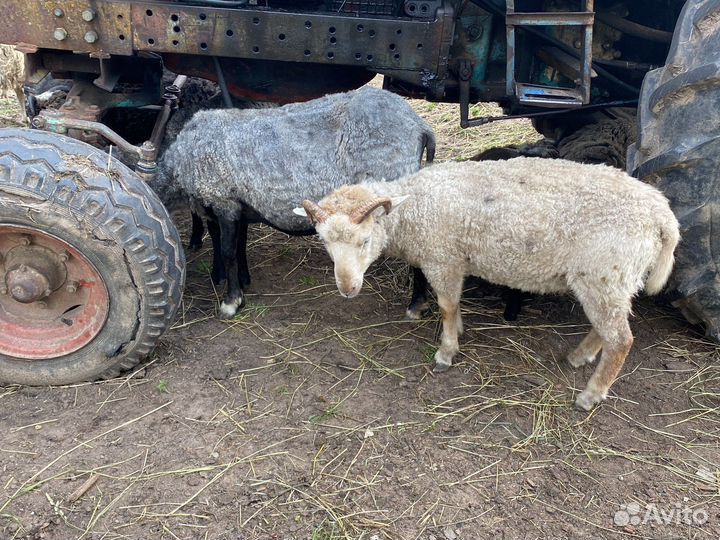 Бараны Козы