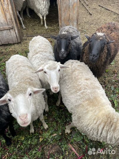 Овцы бараны