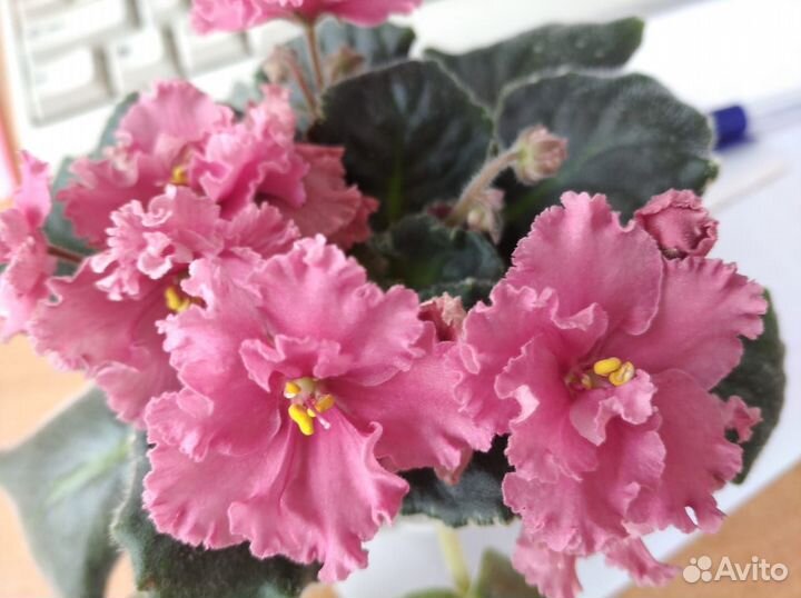 Лист на срез. Фиалки сортовые