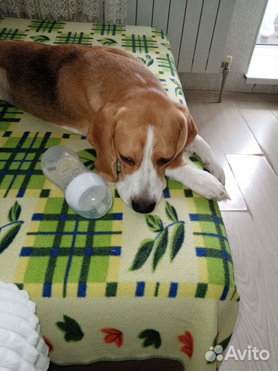 Бигль вязка