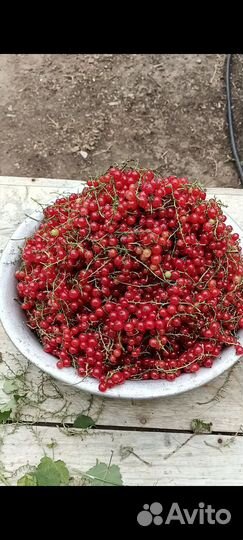 Черная,красная смородина