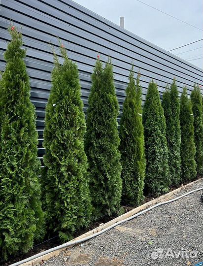 Туя Смарагд из питомника с доставкой