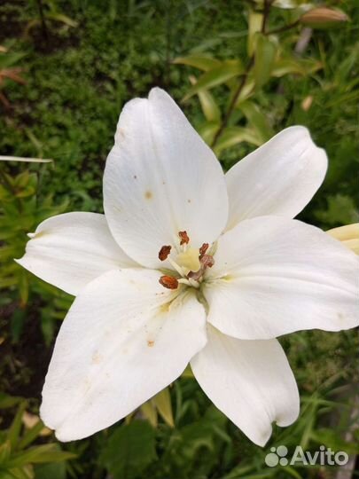 Цветы лилии садовые
