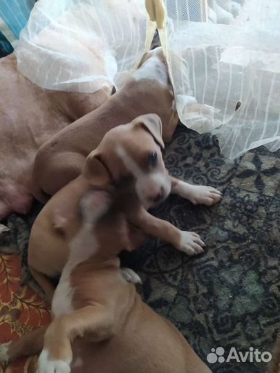 Щенки амстафф