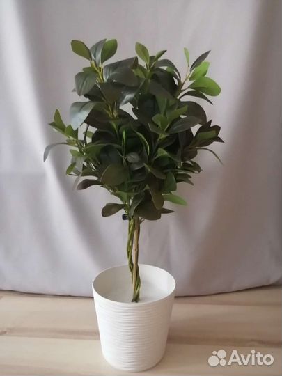 Искусственные цветы, фикус макламе