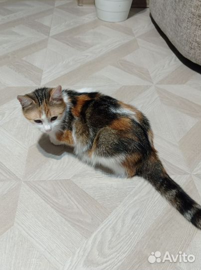 Отдам в добрые руки кошку