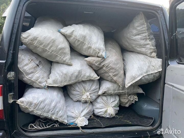 Шишки сосновые