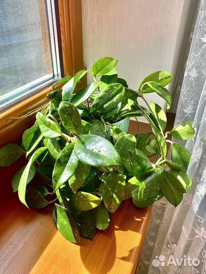 Хойя мясистая 2х летняя