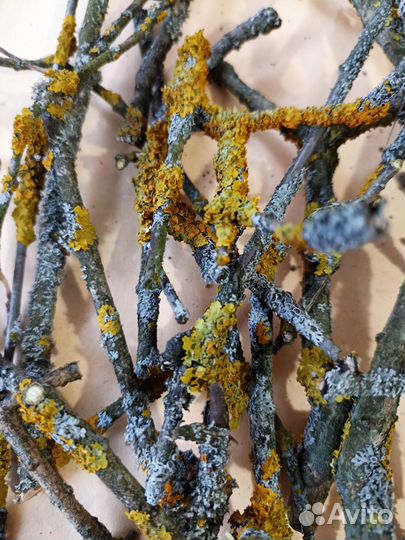 Корм для улиток