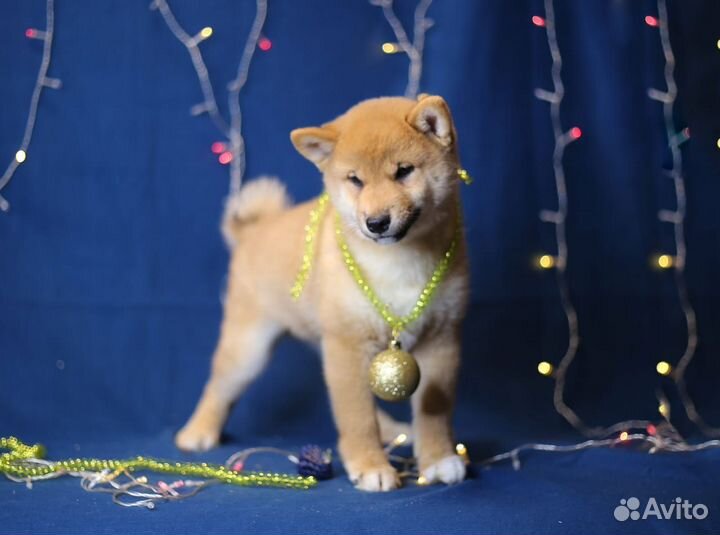 Щенки сиба ину