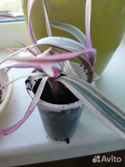 Традесканция Рэо