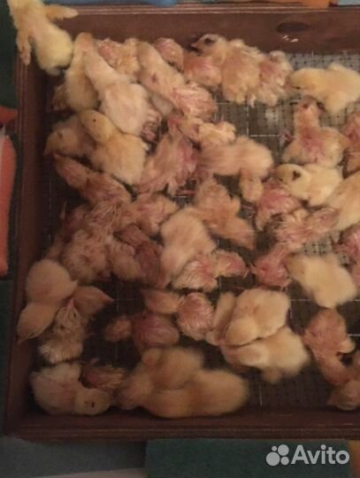 Яйца перепелиные инкубационные и пищевые