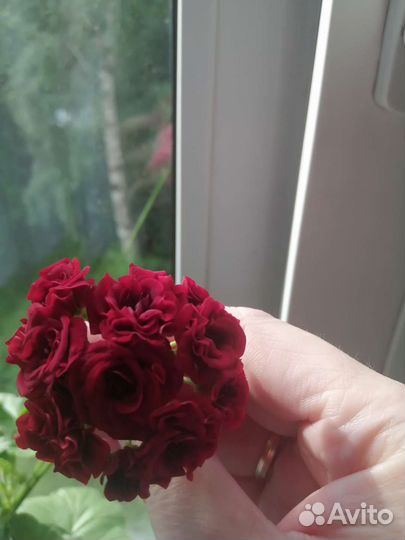 Герань пеларгония белая, красная, лососевся