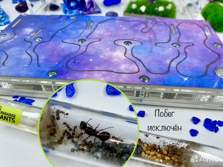 Муравьиная ферма