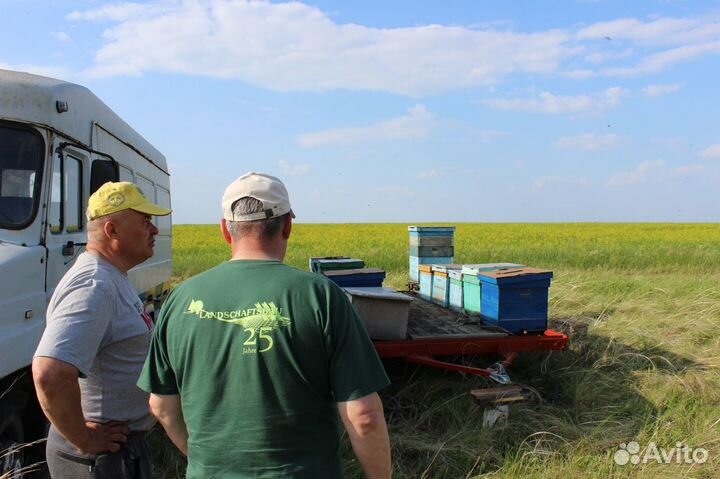 Мёд оптом, своя пасека, от 1 кг - Сыктывкар