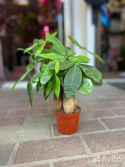 Пахира 5 стволов плетенный