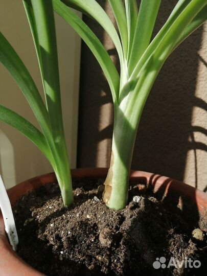 Комнатные цветы кливия