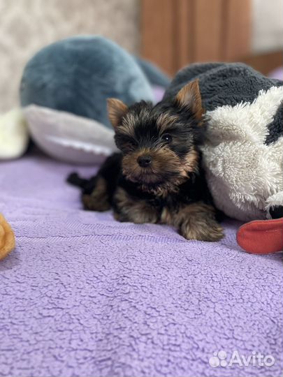 Йоркширский терьер