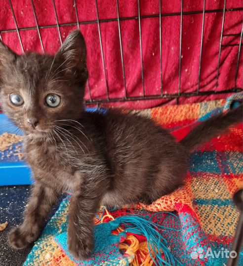 Котенок 3 месяца