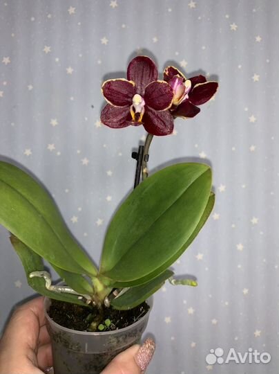 Орхидея Мультифлора 7/25см