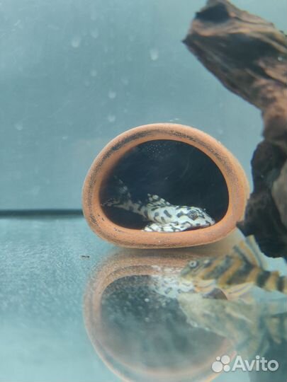 Элитные L-сомы L-046/236