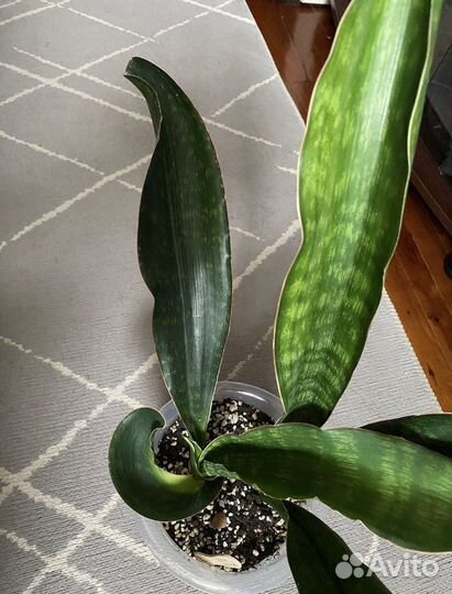 Сансевиерия малави миднайт, Голден флейм