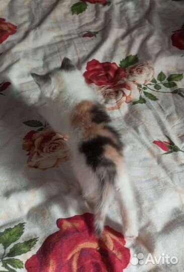 Котята в дар