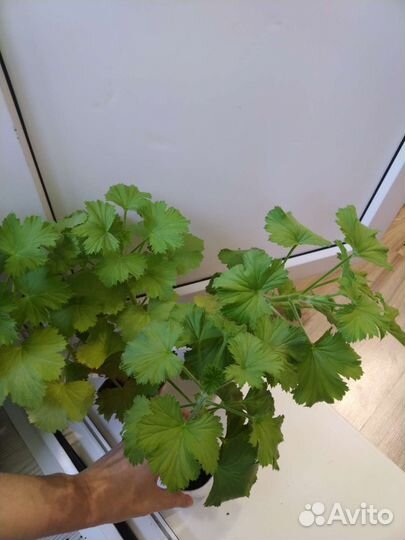 Королевская пеларгония взрослое растение