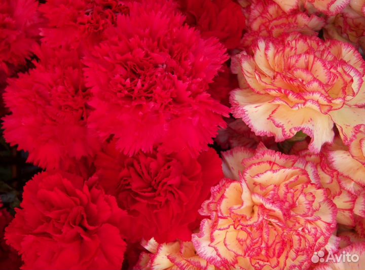 Гвоздики оптом и в розницу