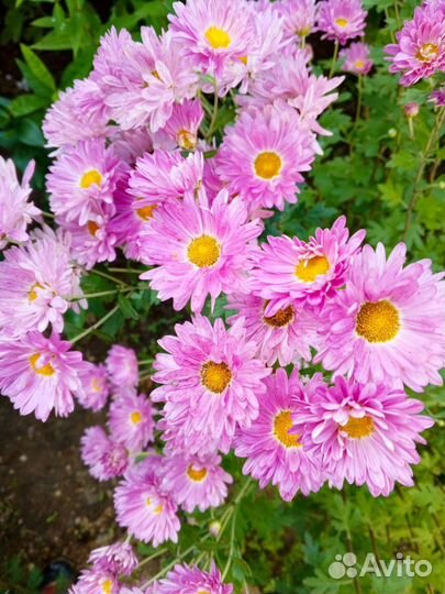 Хризантема корейская