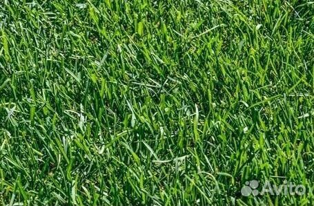 Газон рулонный
