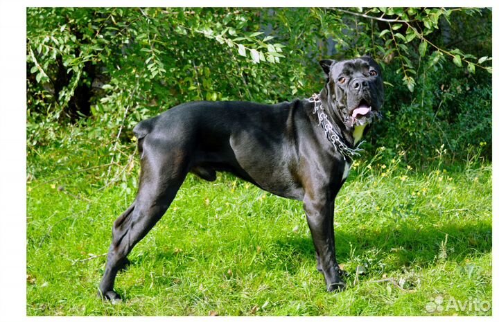 Кане Корсо вязка